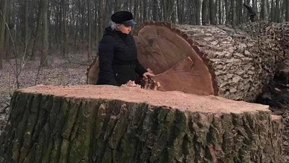 В Голосеевском парке неизвестные срезали 17 живых вековых дубов