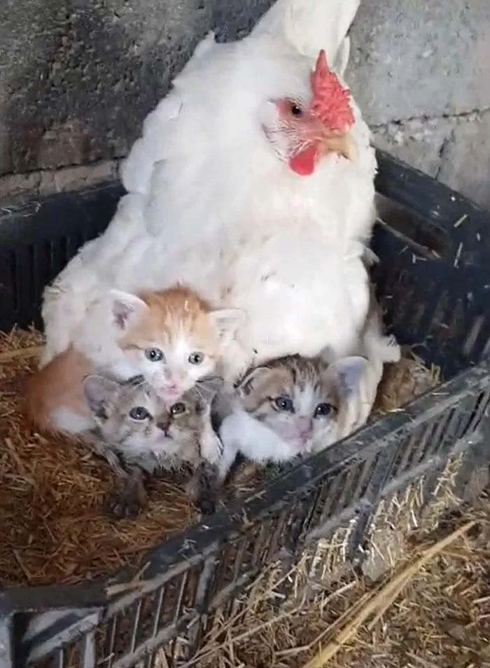 Курица стала приемной мамой для котят