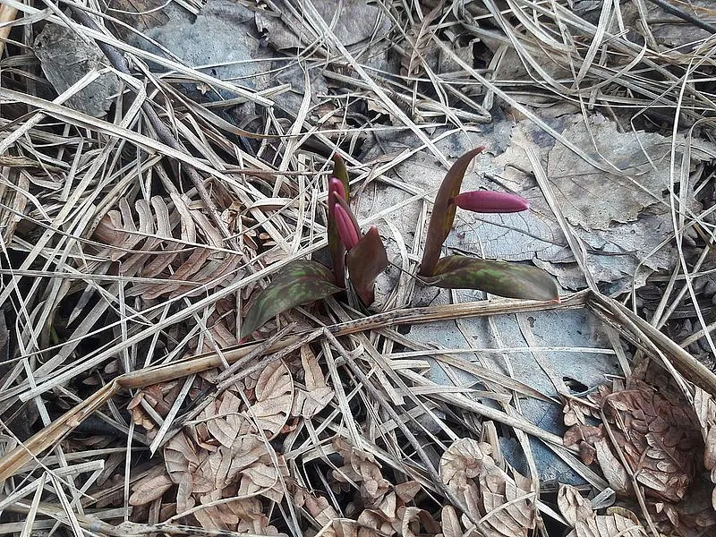 собачий зуб собачий зуб