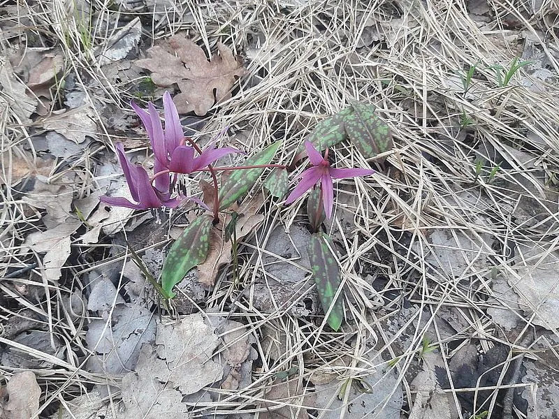 собачий зуб собачий зуб