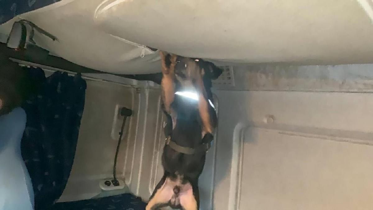 В Одесской области служебный пес нашел контрабанду янтаря: фото