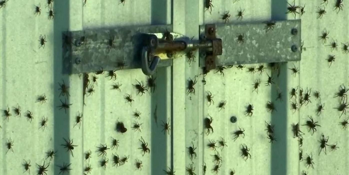 В Австралії після повеней тисячі павуків лізуть у будинки:  відео 