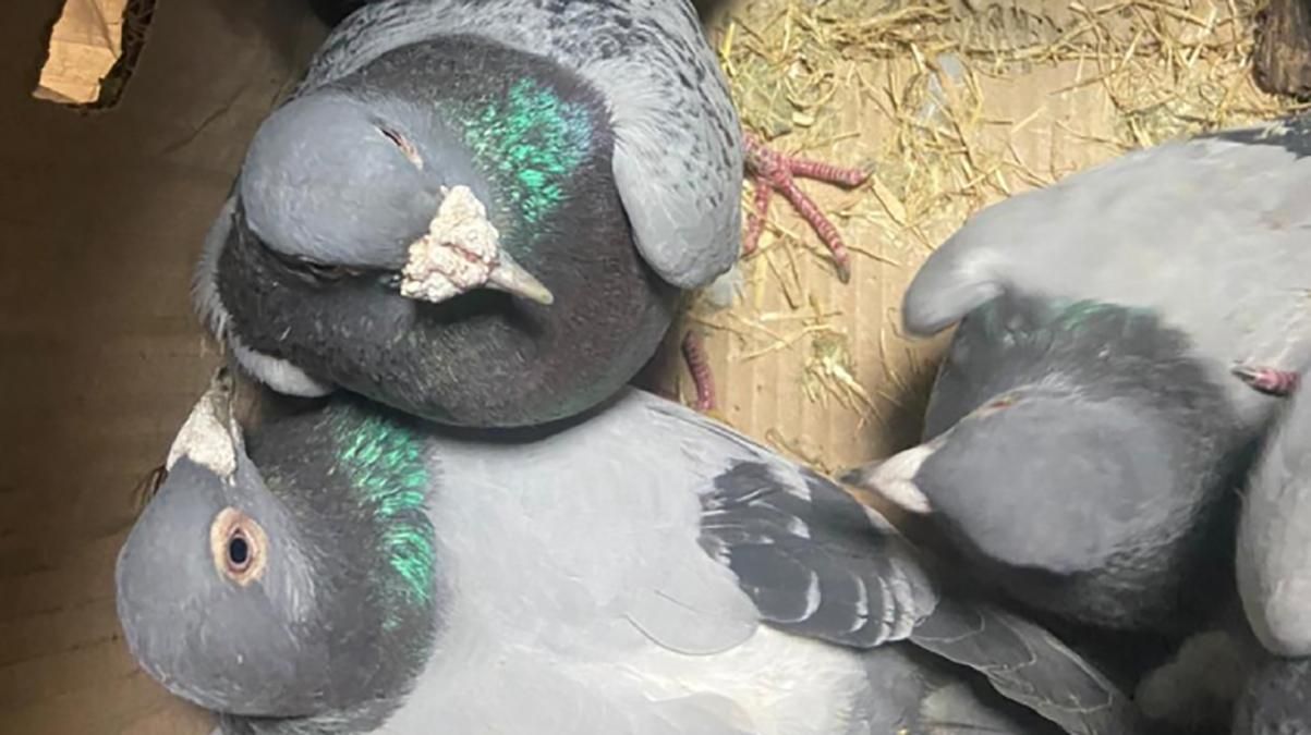 Украинец принес контрабандных голубей-спортсменов из России
