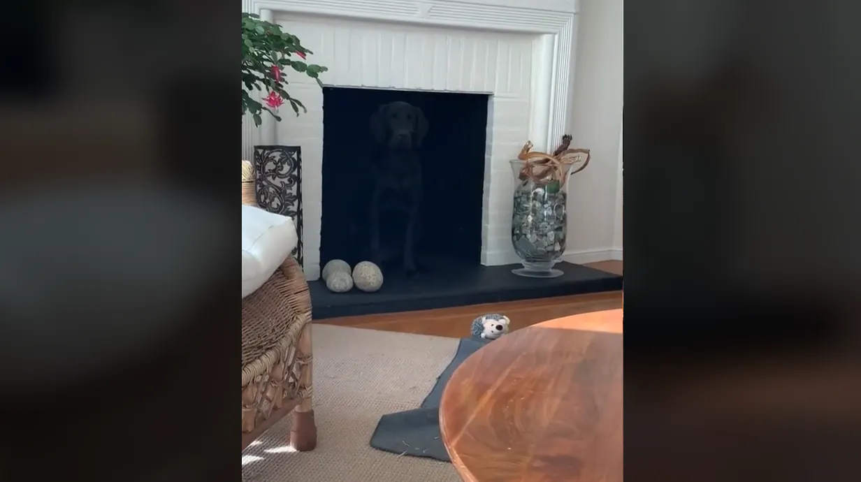 Чорного собаку на фото може помітити тільки уважна людина Чорного собаку на фото може помітити тільки уважна людина