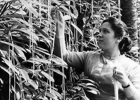 Спагетті Спагетті