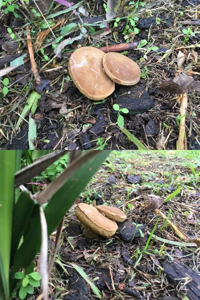 Гриби Гриби