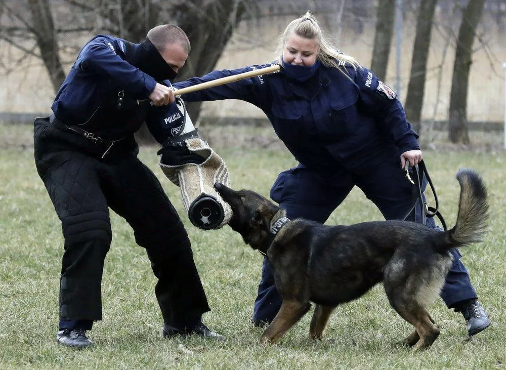 Собаки працюють у поліції, прикордонній та пожежній службах
