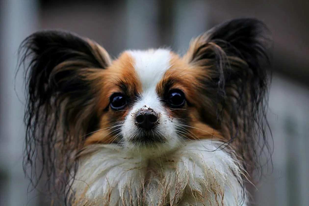Папільони – дуже красиві собаки