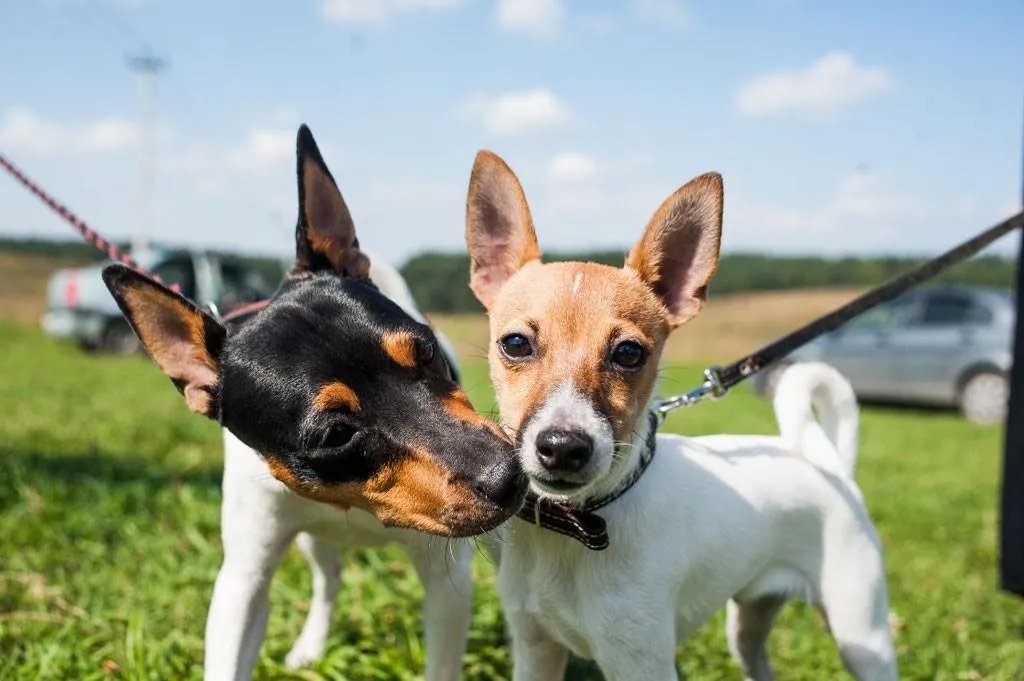 Это замечательные собаки-компаньоны / Фото Hidogs