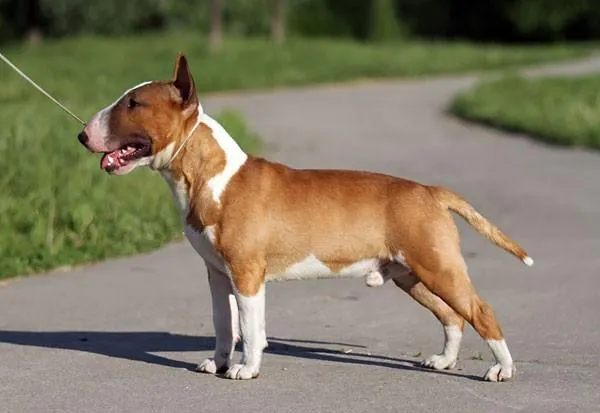 Мініатюрні бультер'єри не люблять залишатися на самоті Мініатюрні бультер'єри не люблять залишатися на самоті