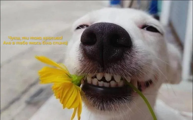 День сміху 2021 розіграші День сміху 2021 розіграші