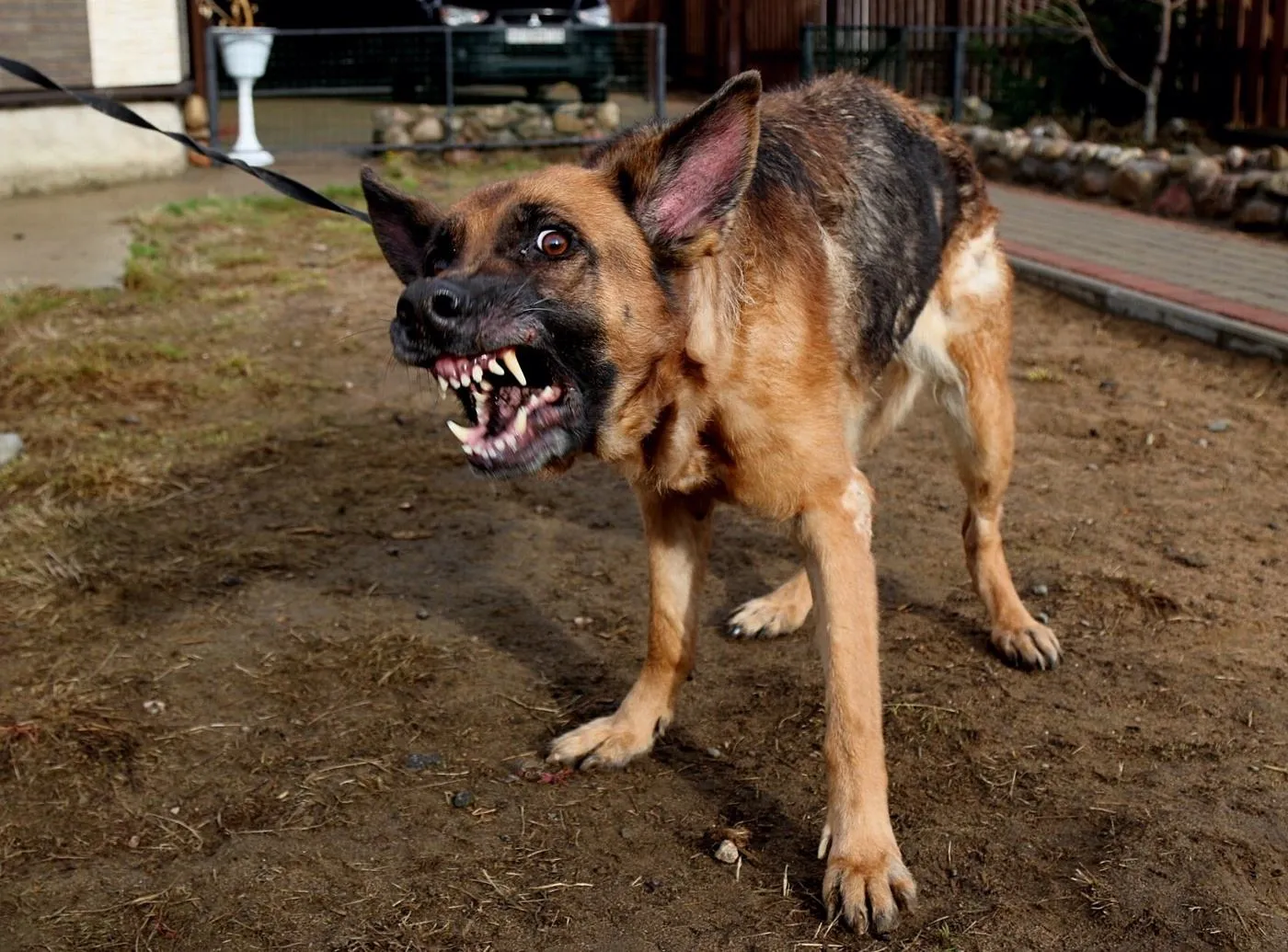 Іноді гавкотом собаки демонструють страх Іноді гавкотом собаки демонструють страх