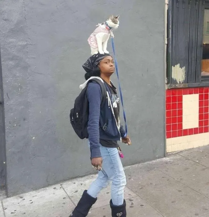 Кіт на голові Кіт на голові