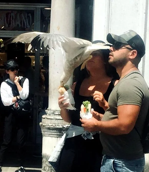 Пташка неначе ніндзя Пташка неначе ніндзя