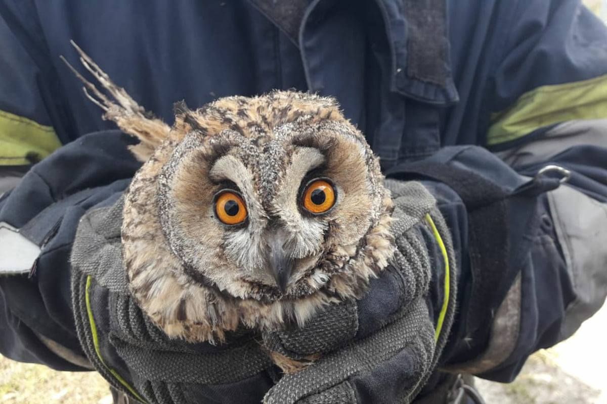 Пожежники врятували совеня на Дніпропетровщині: фото Пожежники врятували совеня на Дніпропетровщині: фото