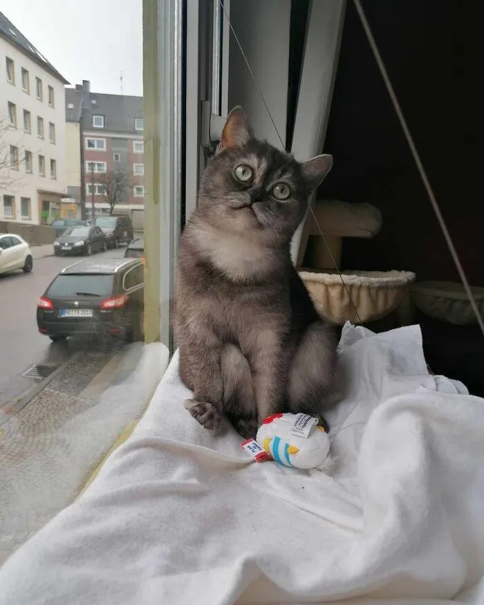 Кішка завжди дивиться у вікно, коли хазяйка йде на роботу