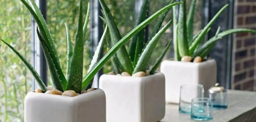 Алоэ – неприхотливые и простые вазоны Алоэ – неприхотливые и простые вазоны