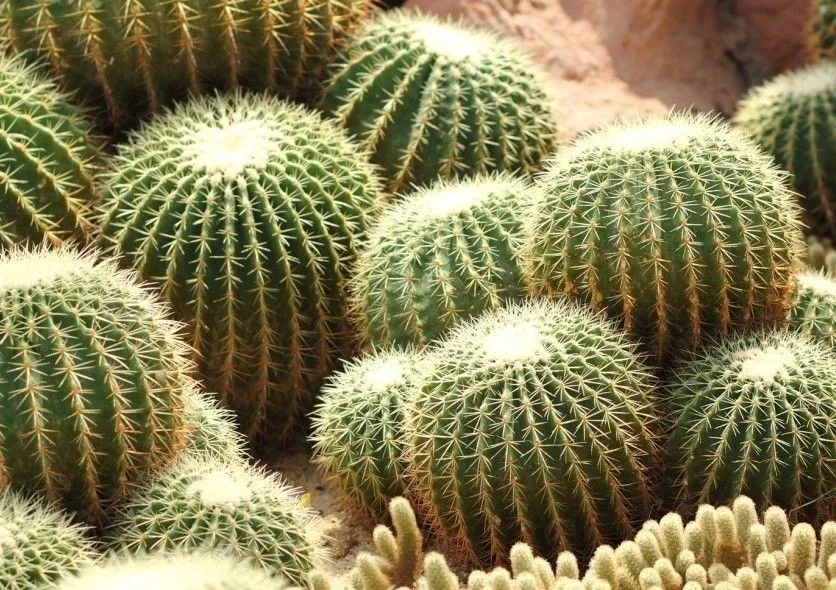 Кактусы подойдут даже новичкам Кактусы подойдут даже новичкам