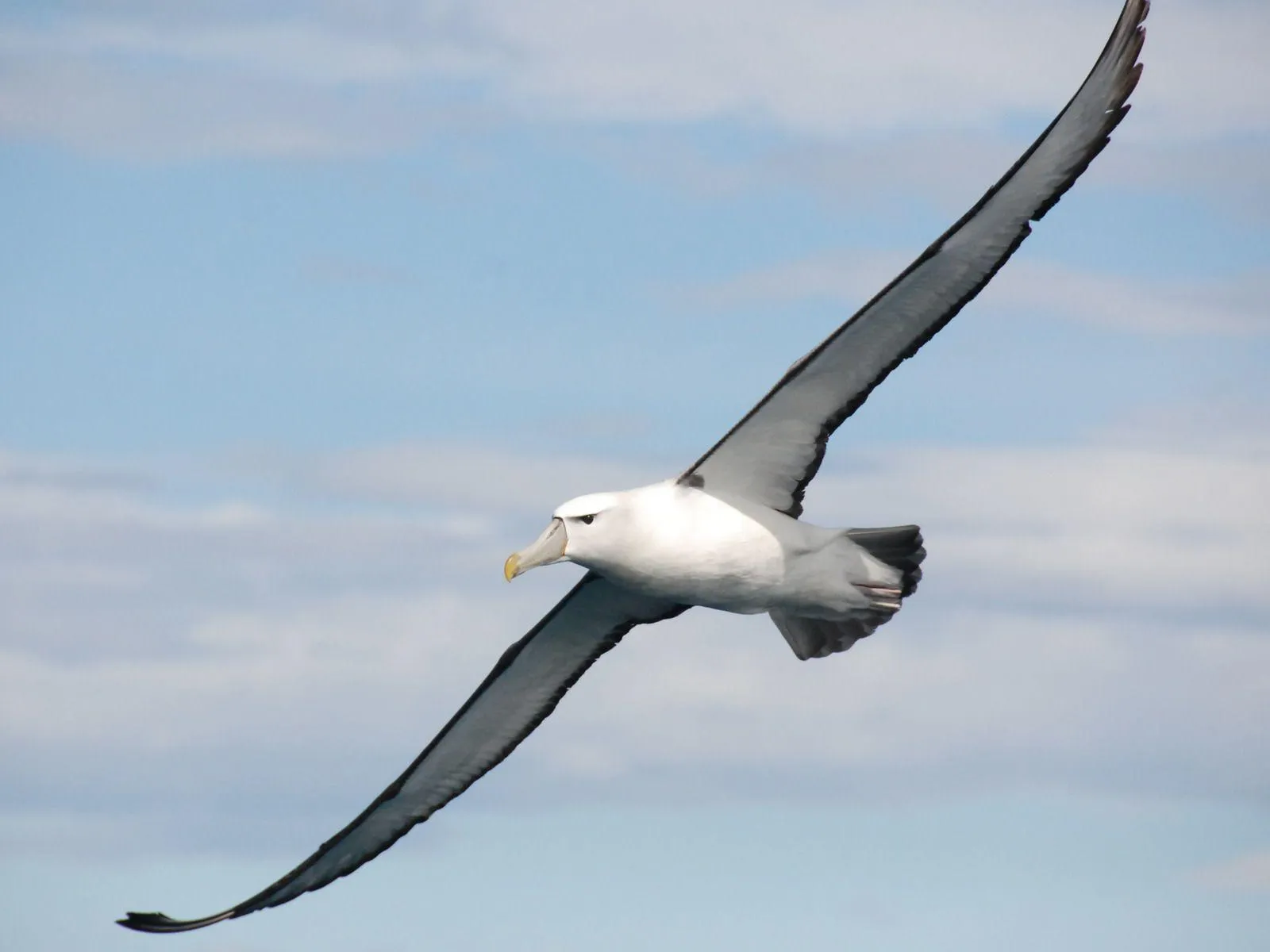 Альбатросы – самые крупные из летающих птиц