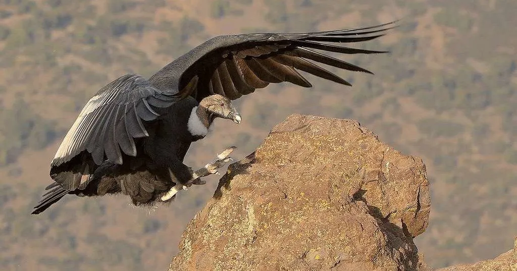Кондори не мають оперення на голові Кондори не мають оперення на голові