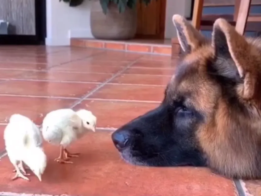 Различные виды животных могут играть вместе