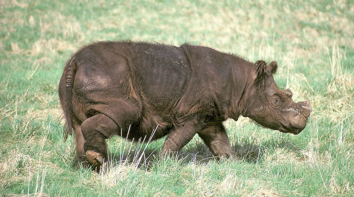 Носорог в тропическом лесу. Суматранский носорог. Суматранский двурогий носорог. Суматранский носорог, Индонезия. Суматранский носорог маленький.