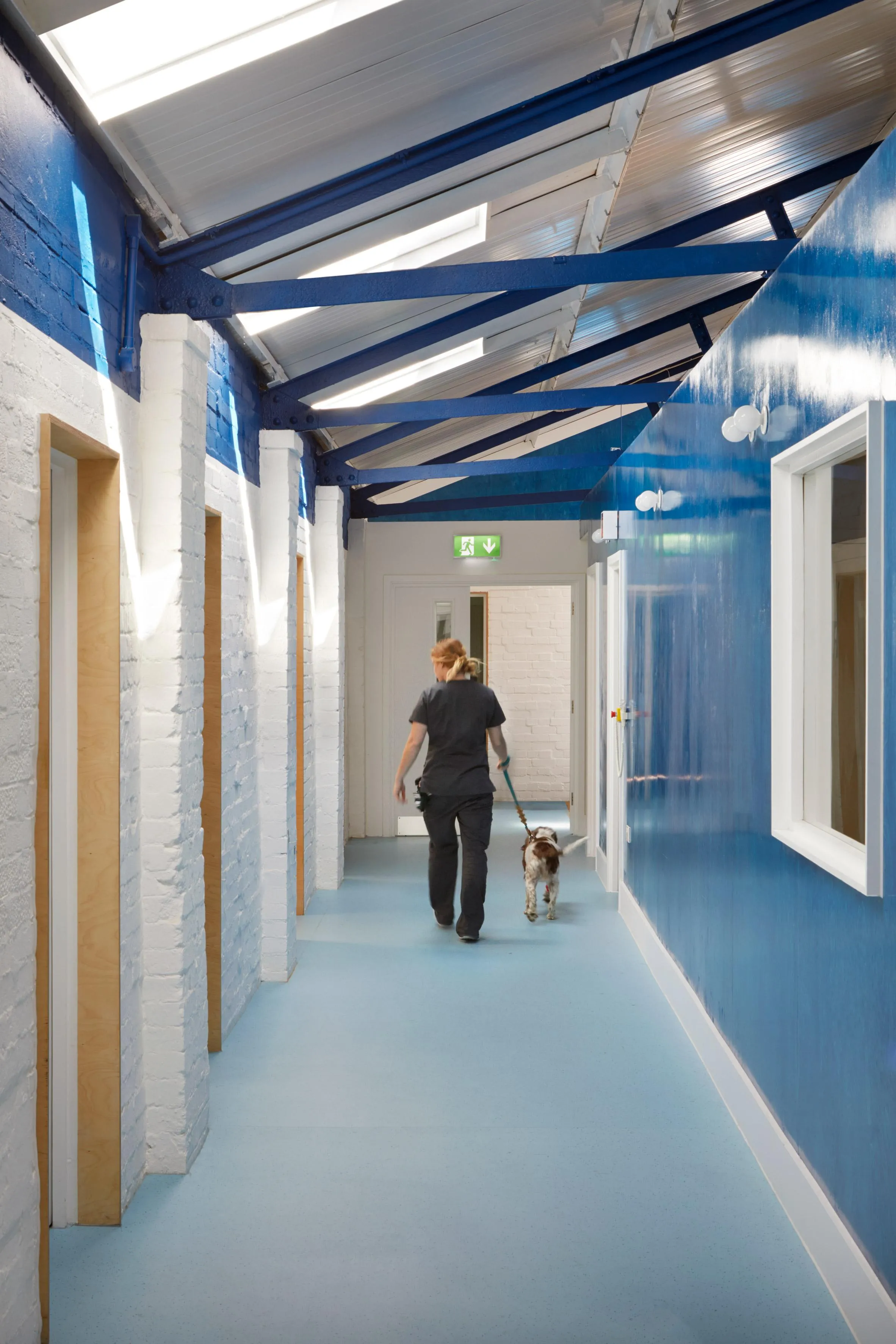 Для собак и кошек придумали различные маршруты Для собак и кошек придумали различные маршруты