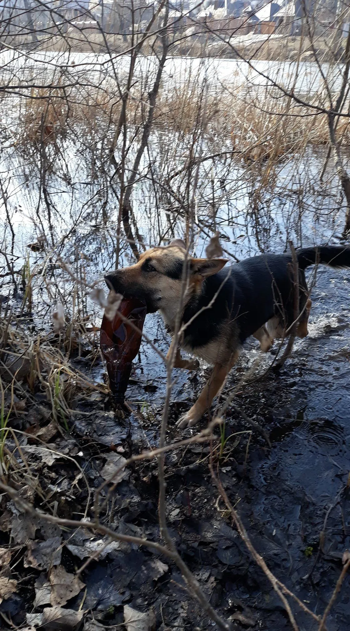 Пес в зубах выносит мусор из воды