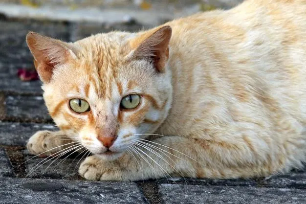 Коти мають вуса не тільки на морді, а й на лапах