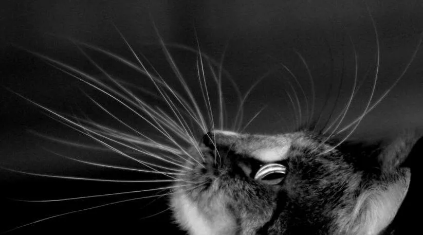 Зазвичай вуса дорівнюють ширині кішки