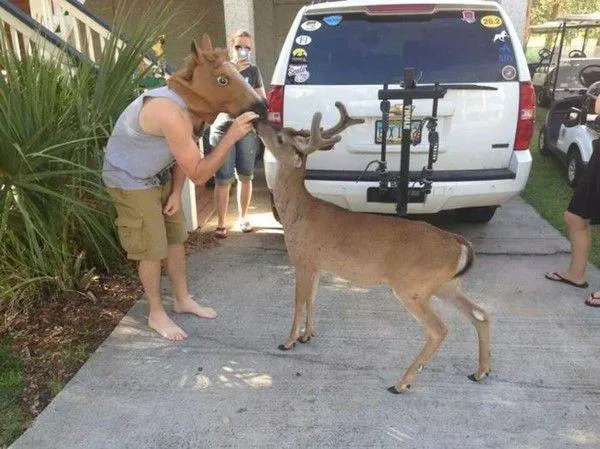 Поцілунок з оленьом Поцілунок з оленьом