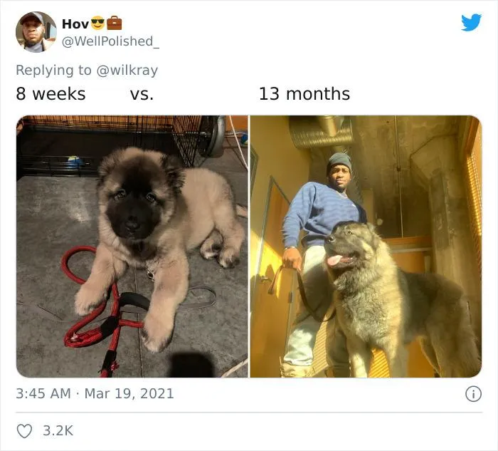 Только посмотрите, каким пес стал в 13 месяцев