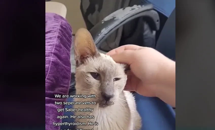 Сейчас кот проходит лечение от лимфомы