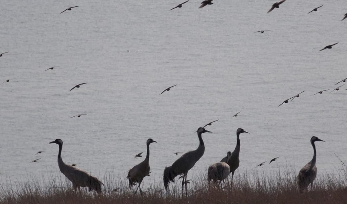 На острів Зміїний з вирію повернулися птахи: фото На острів Зміїний з вирію повернулися птахи: фото