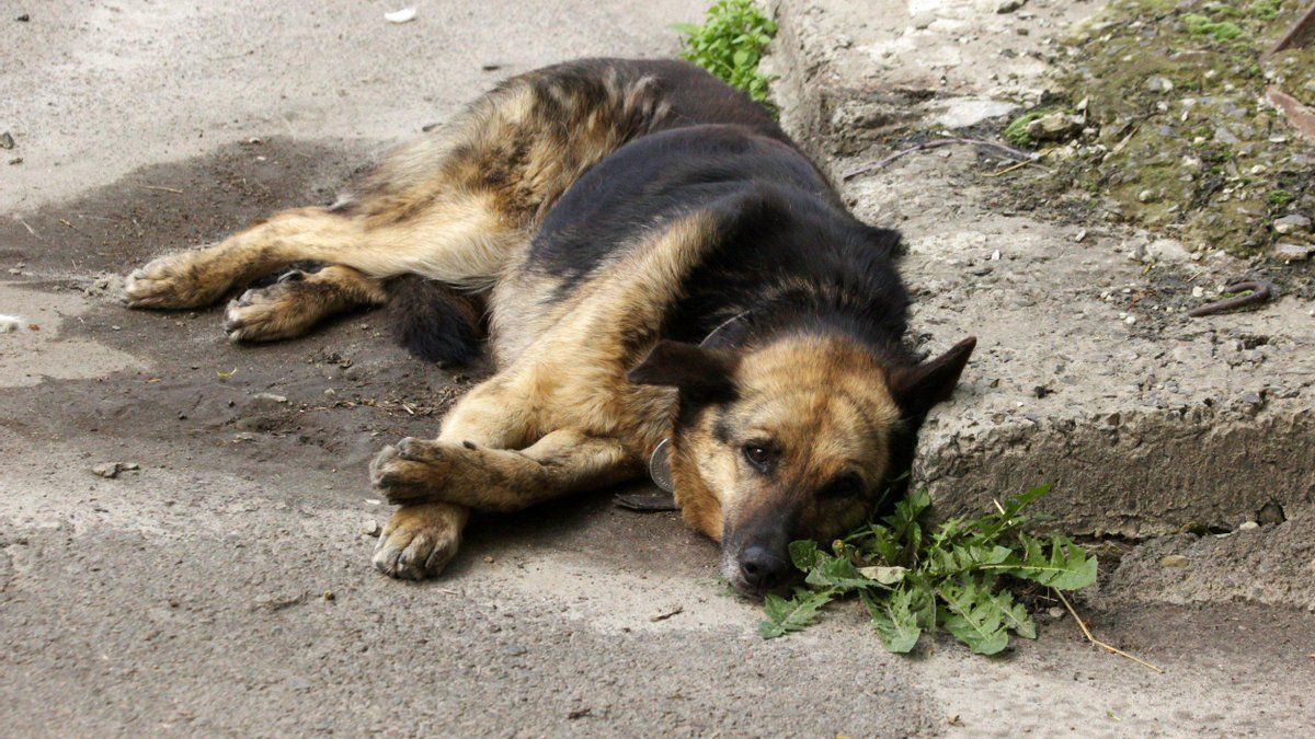У Польщі екссенатора судитимуть за знущання з собаки