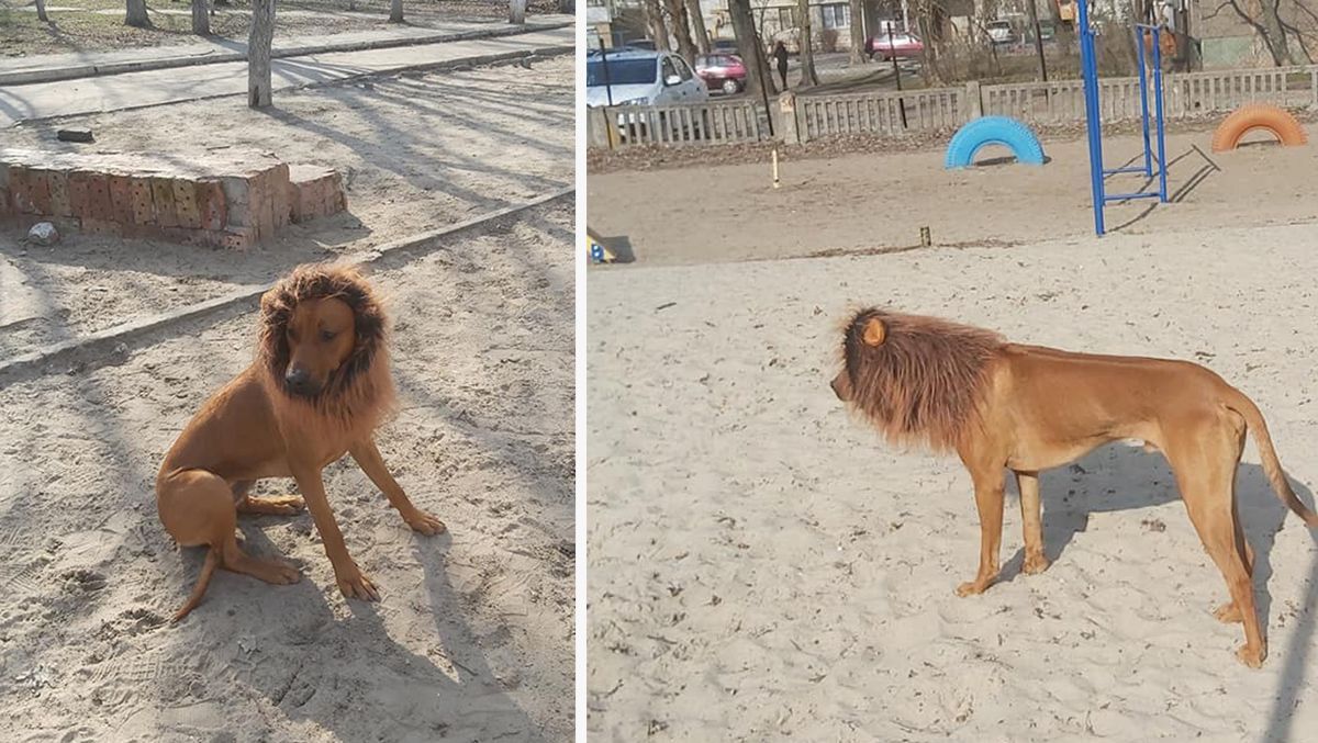 В Днепре мужчина одел свою собаку как льва: фото, видео
