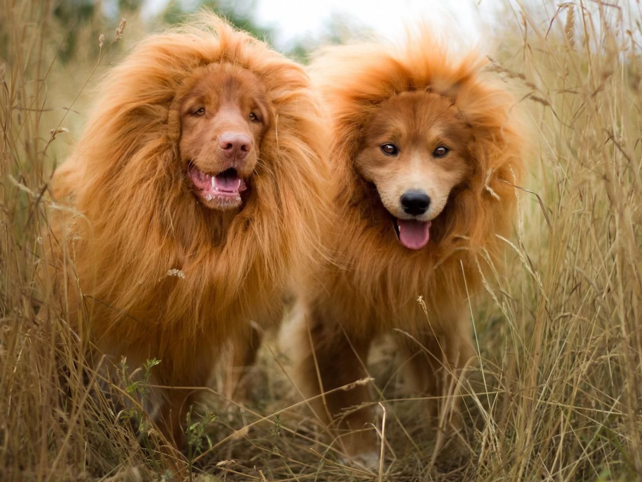 В китайском зоопарке собаку пытались выдать за льва