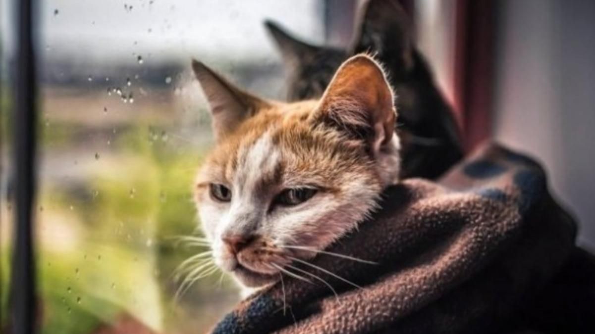 Погода 6 квітня 2021: прогноз від синоптиків України Погода 6 квітня 2021: прогноз від синоптиків України