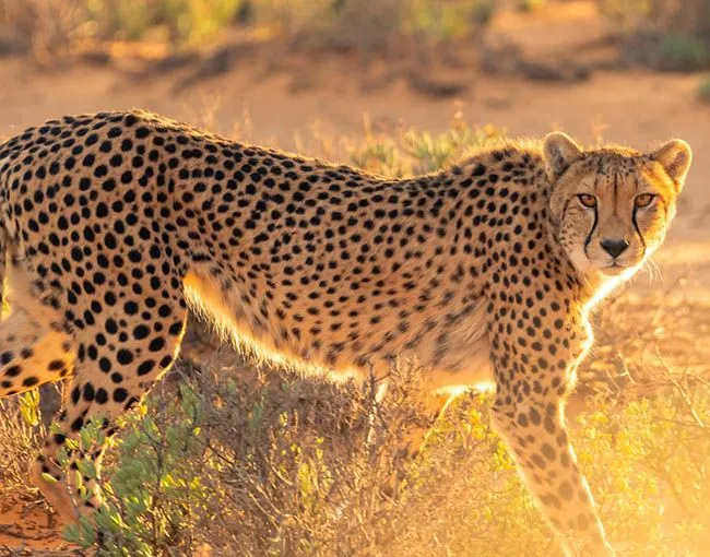 Гепарди Гепарди