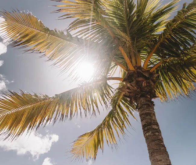 Сонце Сонце