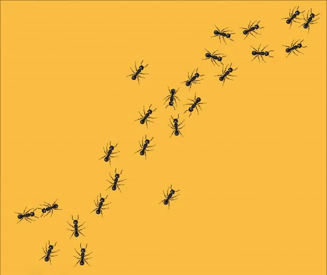 Мурахи Мурахи