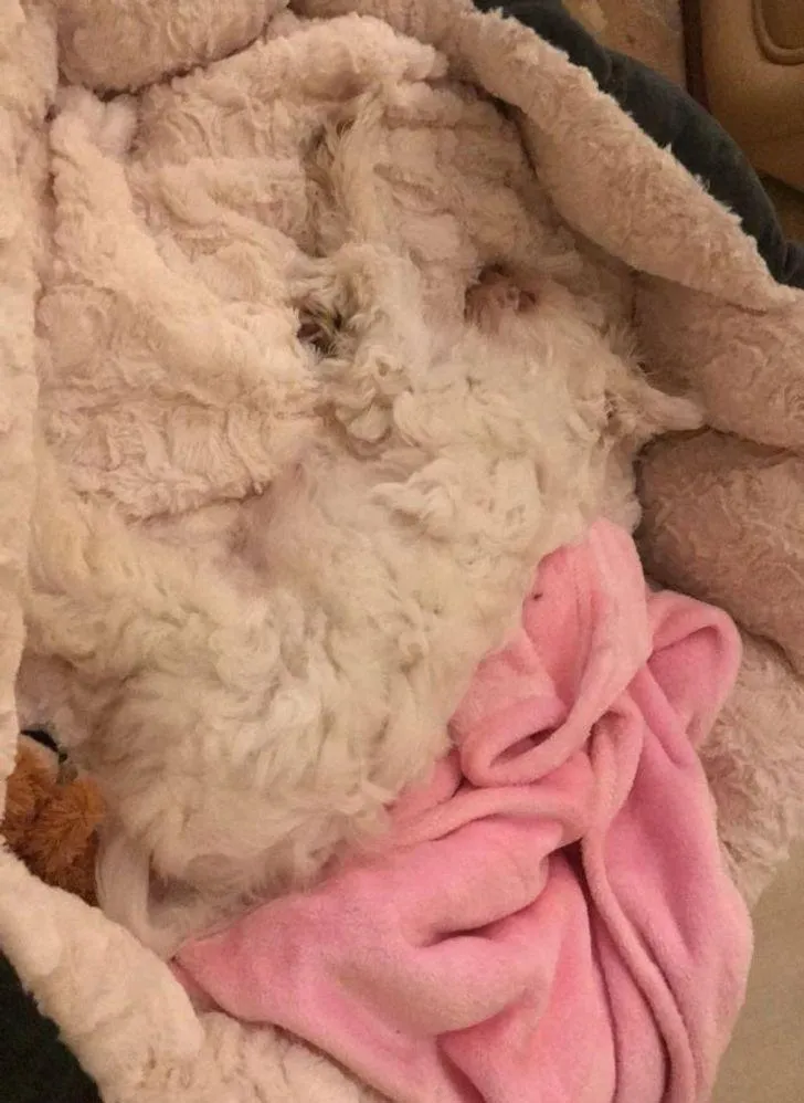 Ліжко для собаки Ліжко для собаки