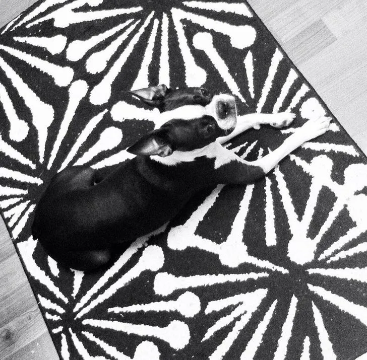 Собака на коврику Собака на коврику