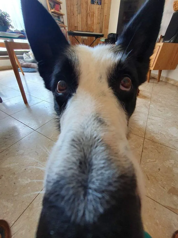 Собака підійшов близько до камери Собака підійшов близько до камери