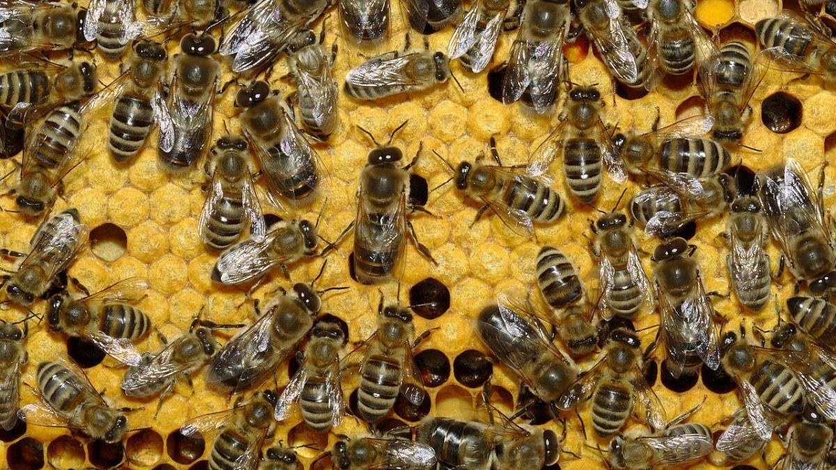 Представники Московського патріархату скаржаться, що 5G вбиває бджіл