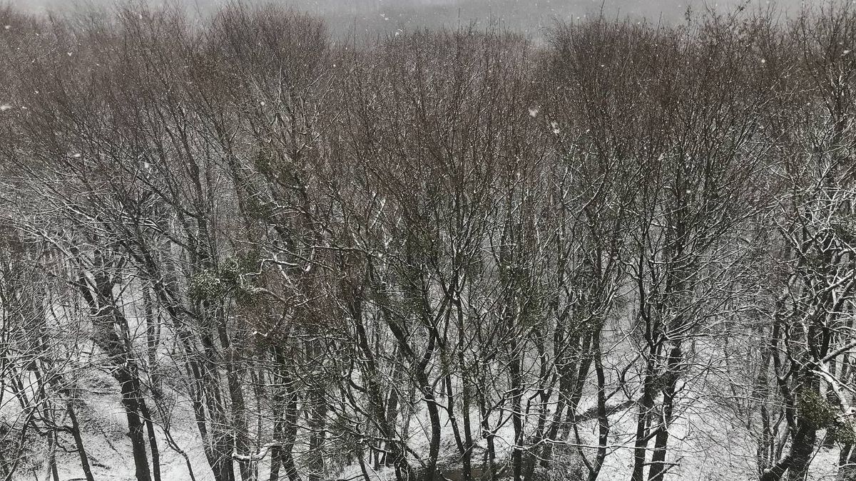 Сніг випав у Львові 6 квітня 2021: фото, відео