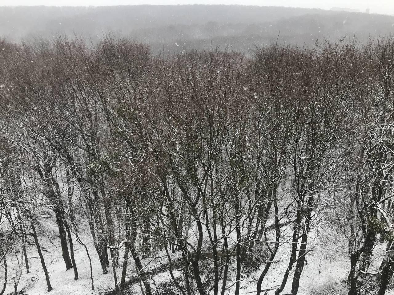 Сніг випав у Львові 6 квітня 2021: фото, відео