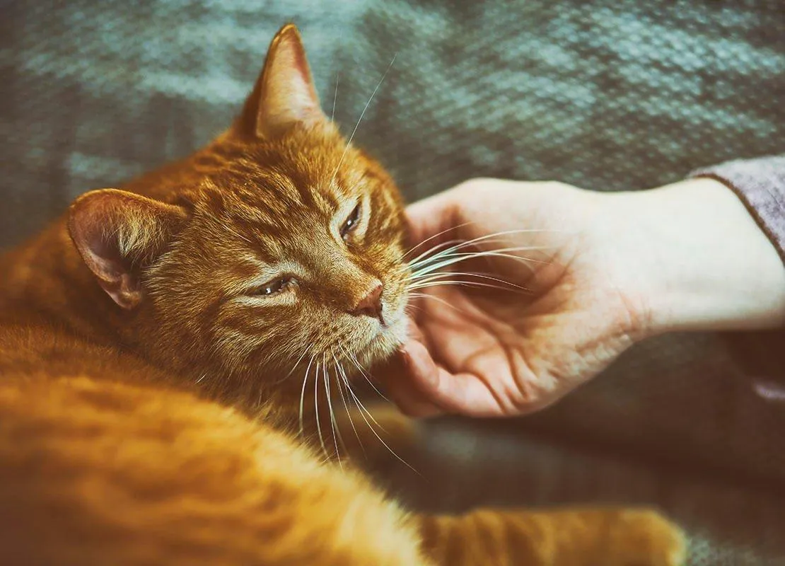 Кота потрібно змалечку гладити й тримати на руках Кота потрібно змалечку гладити й тримати на руках