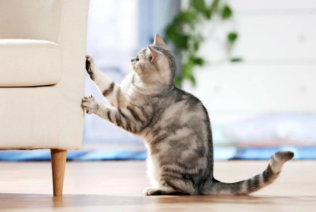 Коти не розуміють, за що їх карають Коти не розуміють, за що їх карають