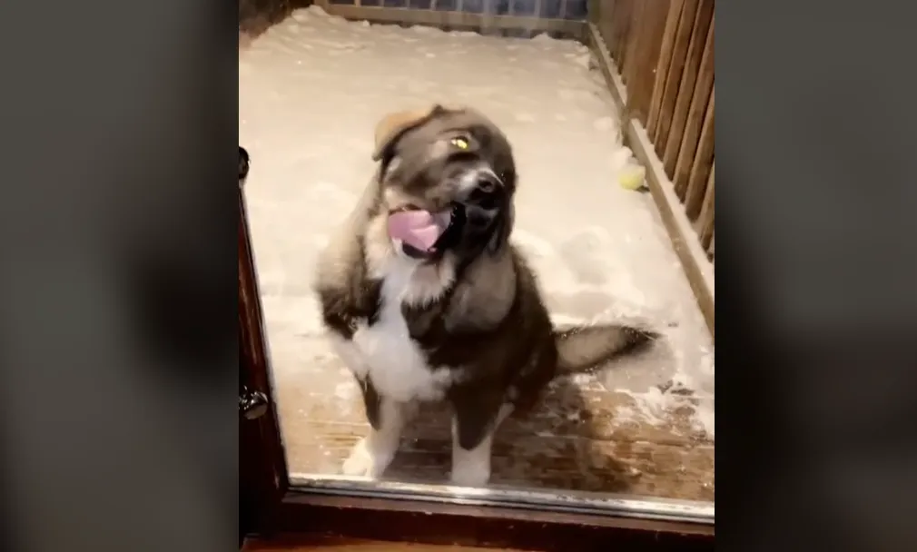 Пес моет стекло, чтобы его пустили домой